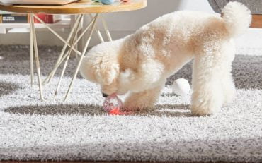 Ball-Dispenser-For-Pets Ball Dispenser For Pets