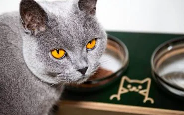 Kitty-Bowl Kitty Bowl