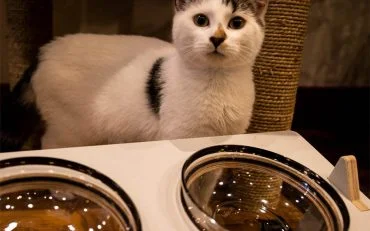 Kitty-Bowl-elevated-food-drink-stand Kitty Bowl elevated food drink stand