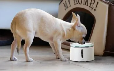 Pawever Water Fountain Pawever Water Fountain