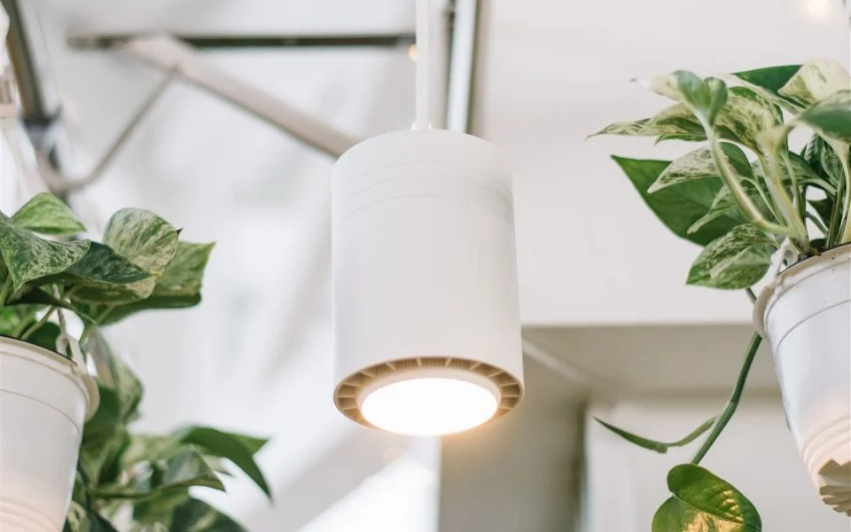 The lush greenery thrived indoors, thanks to the Soltech Small Grow Light